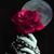 Rana Albared's profile image