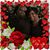Robin C-Moore's profile image