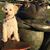 Melody Korenbrot's profile image