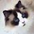 Holly Lynn Schultheis's profile image
