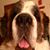 David Reed's profile image