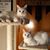 Lori Miller Johnston's profile image