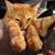 Kim Harrison Burge's profile image