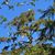 Cheryl Mia Beatty's profile image