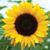 Karen Mannon's profile image