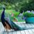 Lakshmi Vijaya's profile image