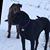 Renee Labrie-Shanks's profile image