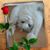 Roxanne Gunthorpe's profile image