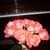 Anita Murray's profile image