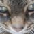 Gigi Choate's profile image