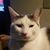 Scheryl Borlagdan-Powers's profile image