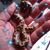 Carolyn L. Corley Bishop's profile image