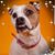 Paulette Krist's profile image