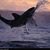 Linda Diane Sexton's profile image