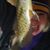 Heidi Sassafras's profile image