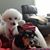 Lacey Battani's profile image