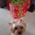 Nora Kelly Meola's profile image