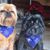 Melissa C. Smith's profile image