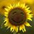 Krystin Lawrence Linn's profile image
