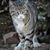 Andrea Pearson Holka's profile image