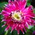 Eileen Pokriefka's profile image