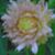 Janet Lyman's profile image