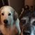 Jennifer Green Showalter's profile image