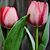 Deb Stueve's profile image