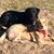 Dawn Iffland's profile image
