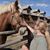 Karen Schoessler's profile image