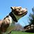 BredtoBully Kennels's profile image