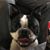 Carol Benigni's profile image