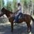 Debbie Niskala's profile image