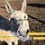 Sherri Rodham Goodwin's profile image