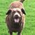 Donna Chuddley's profile image