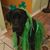 Patti Goodfleisch's profile image