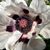 Jane Hardin's profile image