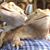 Dot Bazinet's profile image
