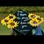 Lisa Creesman's profile image