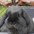 Danielle Kelting's profile image