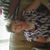 Lela Coons's profile image