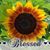 Amy L Sheer's profile image
