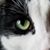 Dan Frank's profile image