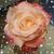 Mary Ann Valikonis's profile image
