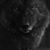 Brian Rossignol's profile image