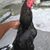 Billy Jack's profile image