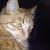 ChickenLiono Stone's profile image