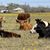 Sandy Hornberger's profile image