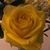 Dinah Locklin Collert's profile image