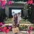 Thao Trinh's profile image